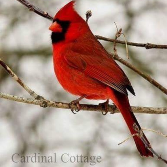 Meet your Posher, Beth - Picture 1 of 1